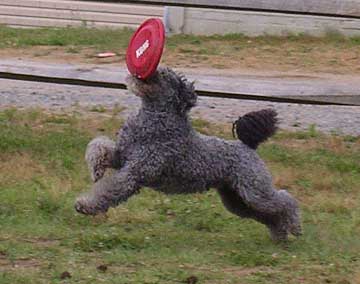 http://www.abiquadogs.com/pumi/images/FrisbeeGumby2.jpg
