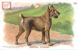 History_1910_German_Pinscher.jpg