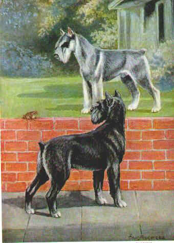 History_1958_Stand_Schnauzer.jpg