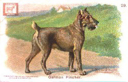 History 1920 German Pinscher.jpg (17983 bytes)