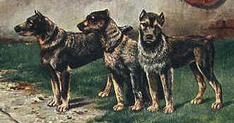 History Pre 1920s Schnauzers.jpg (40288 bytes)